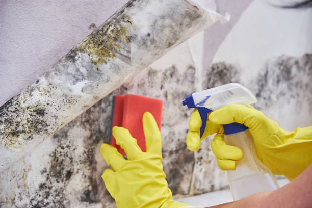 Best Asbestos and Lead Testing During Mold Inspection in Rockdale, TX